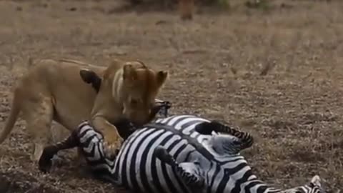 Lion vs zebras