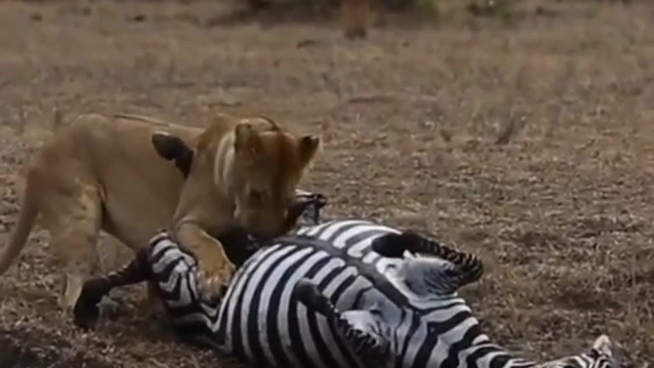 Lion vs zebras