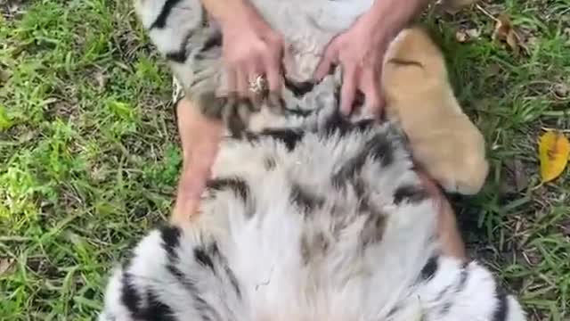 Fun with Tiger