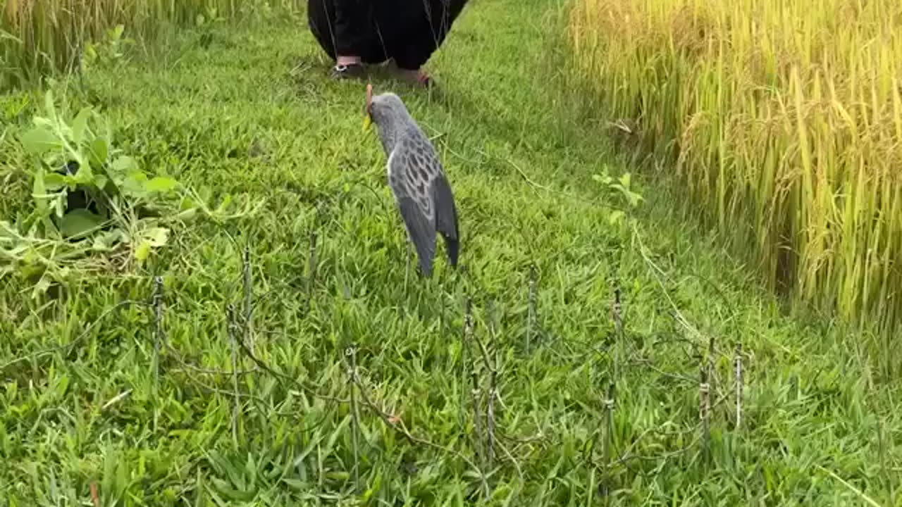 How to catch Wild Chickens with a rope and call sound Fake