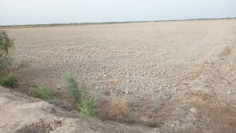 My Agriculture land | today Visit agri land in balochistan