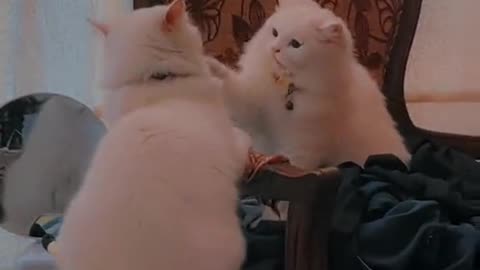 Funny cats