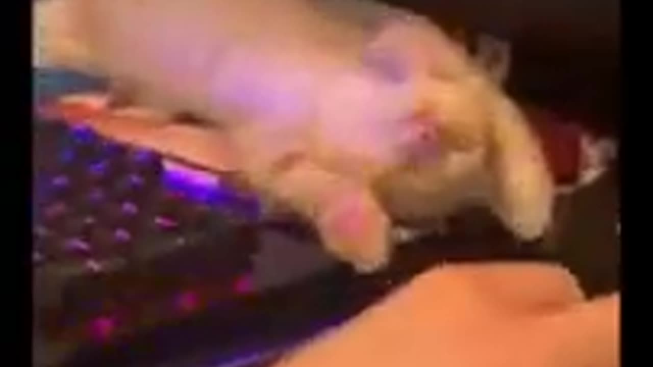 CAT IS USED AS A MOUSE PAD