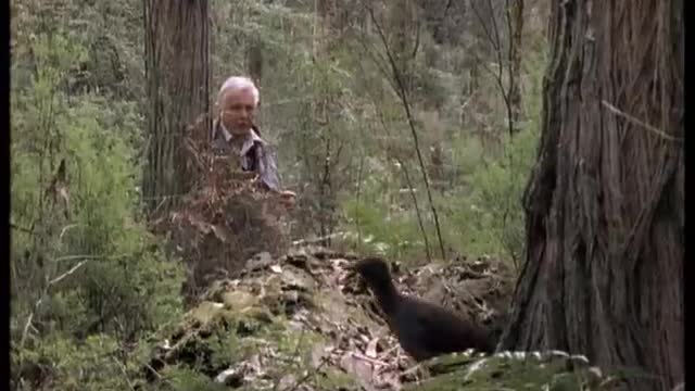 Attenborough_ the amazing Lyre Bird sings like a chainsaw! Now in high quality _ BBC Earth