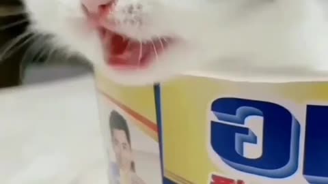 Best animal video || funny animal video 2022