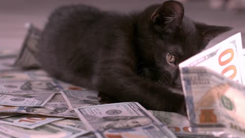 Little kitten grabbing at 100 dollar bills slow motion