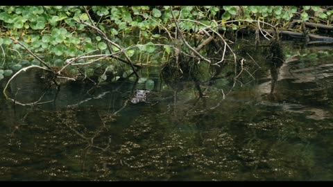 Crocodile hunting in the swamp