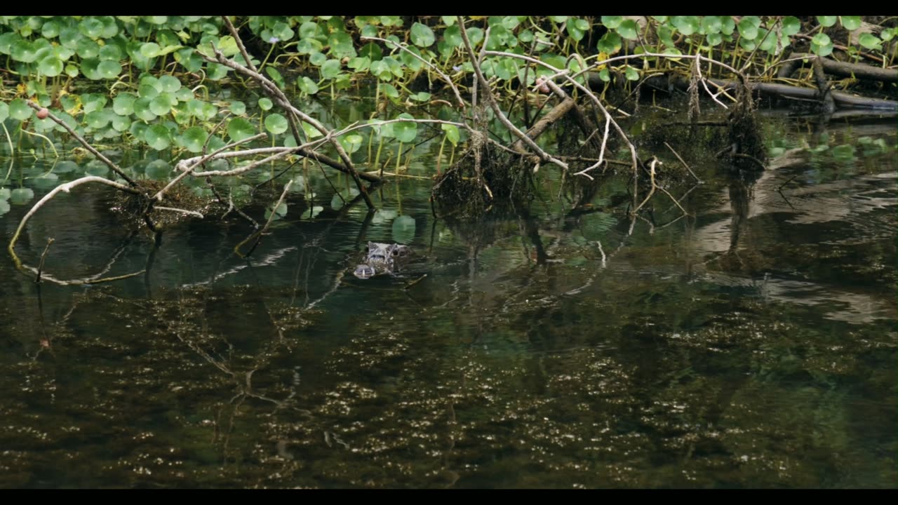 Crocodile hunting in the swamp