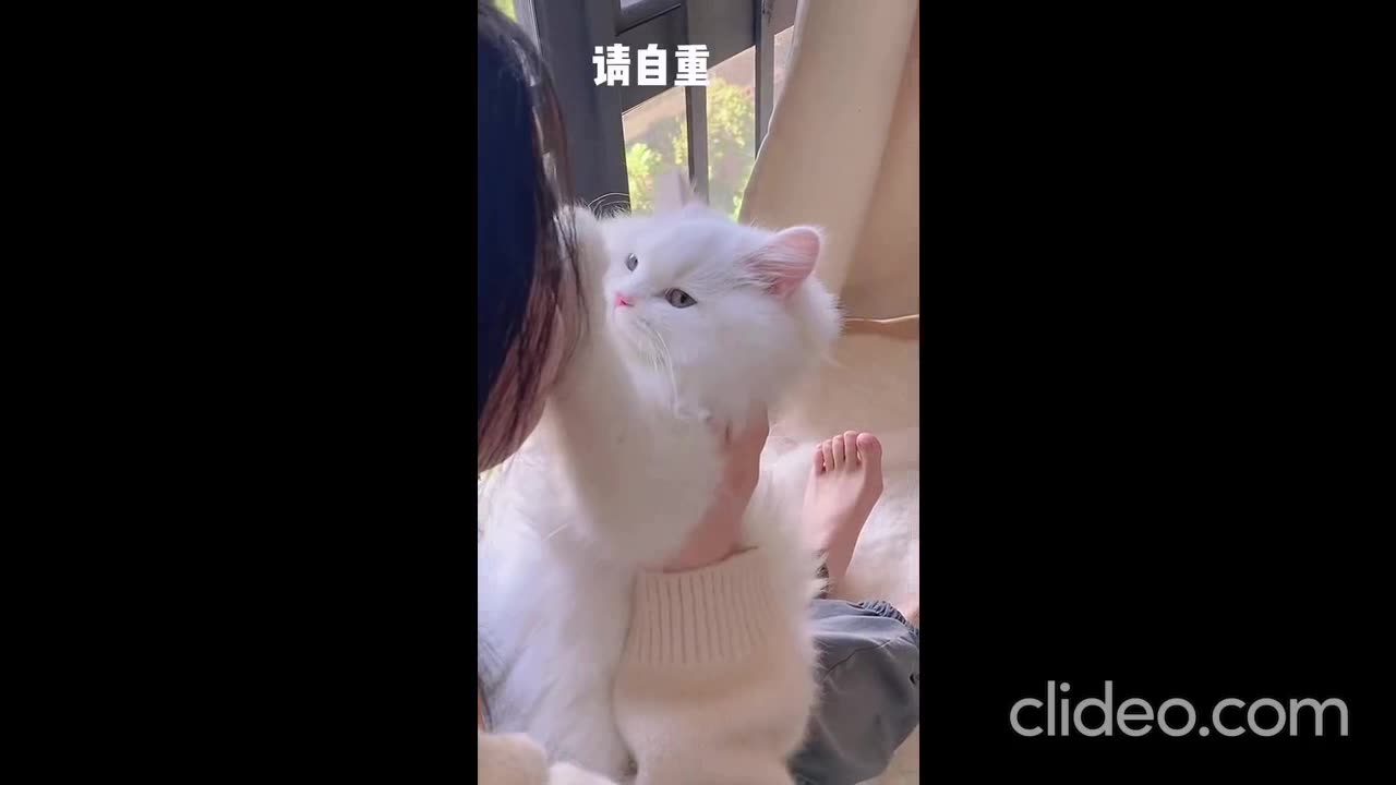 Playtime Magic: Our Adorable Cat's Cuteness Galore! 🪄🥰