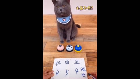 Funny Animals