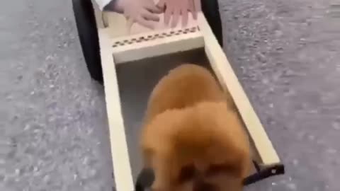 Baby with small puppy ride