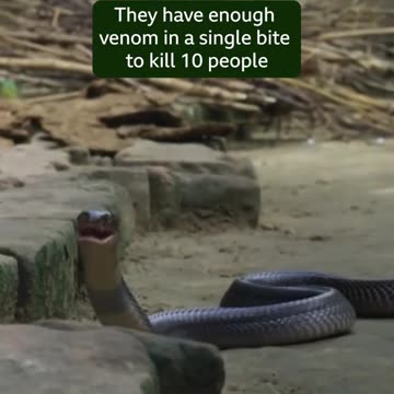 Snakes living alongside humans 🤯 🐍 #PlanetEarth3