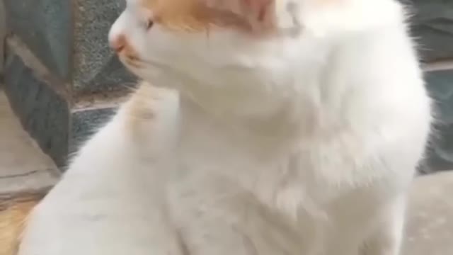 Cat video