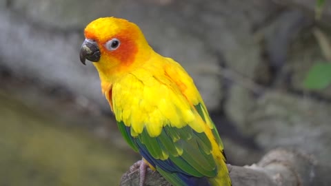 Awesome colorful parrot