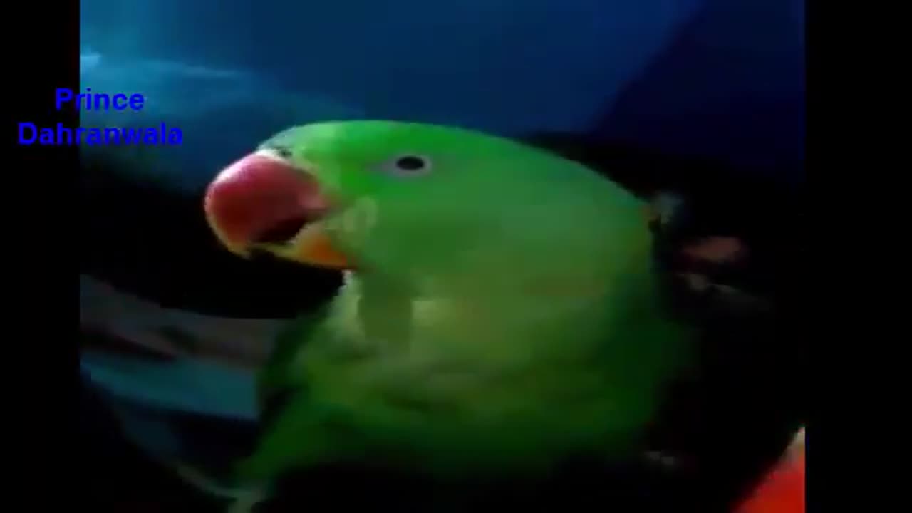 Green parrot talking in urdu and hindi