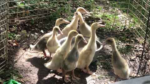 Ducks look up at sky predators