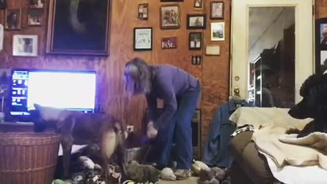 Malinois dog wants ALL the toys
