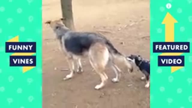 Funny Cute Dogs Videos