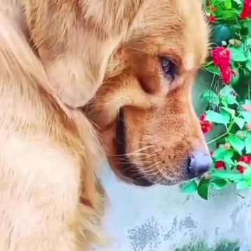 funny dog video. funny animal video. funny cat.
