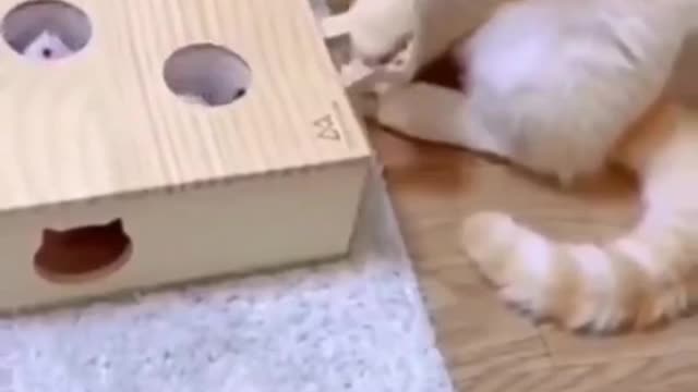 Kitten get confused