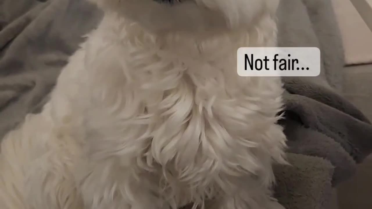 Pup is pissed off and voices his opinion