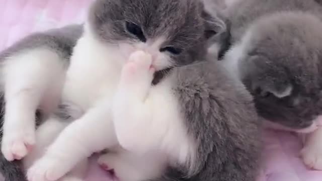 OMG So Cute Cats ♥ Best Funny Cat ❤️🐈Videos 2021 #shorts