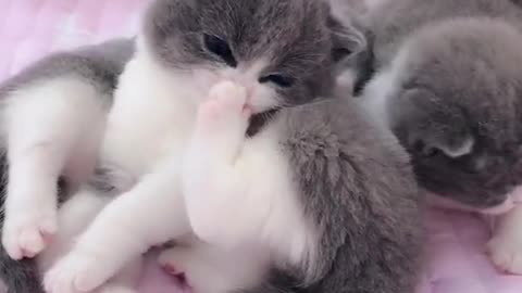 OMG So Cute Cats ♥ Best Funny Cat ❤️🐈Videos 2021 #shorts