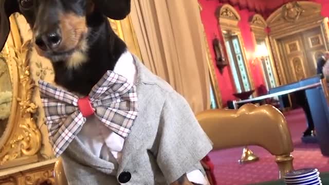 Crusoe James Dog, at Casino Baden Baden in Germany
