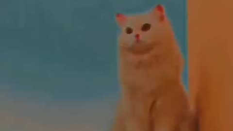 Cute and funny cat video.