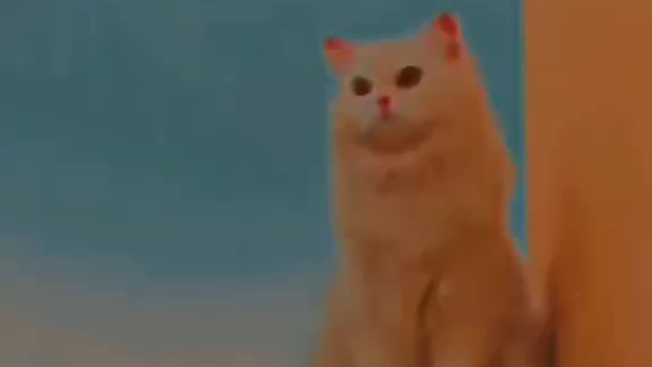 Cute and funny cat video.