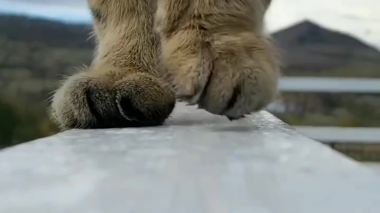 Look at those paws 🐾😻