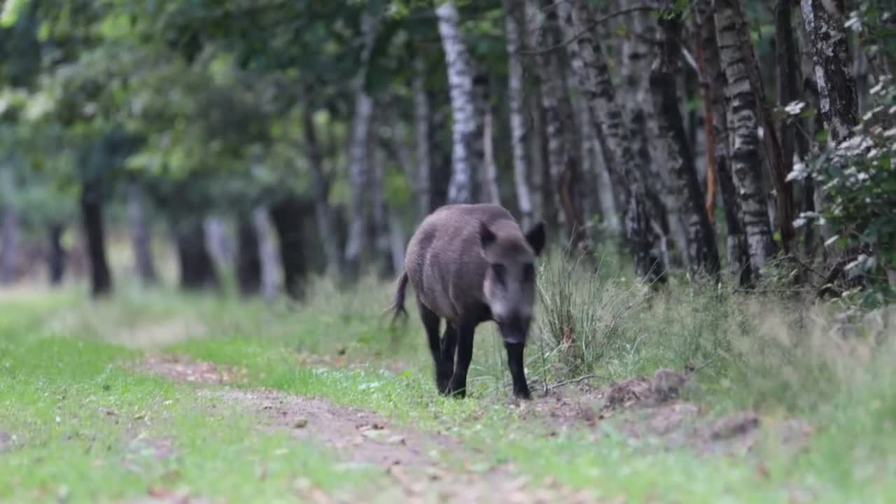 Wild boar approaching _ 2022 _ Veluwe _ 4K