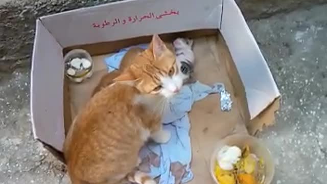 Cat Giving Birth to Kittens With Complete Different Color