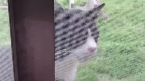 Watch These Disgruntled Cats Get the Most Unusual Beauty Treatment