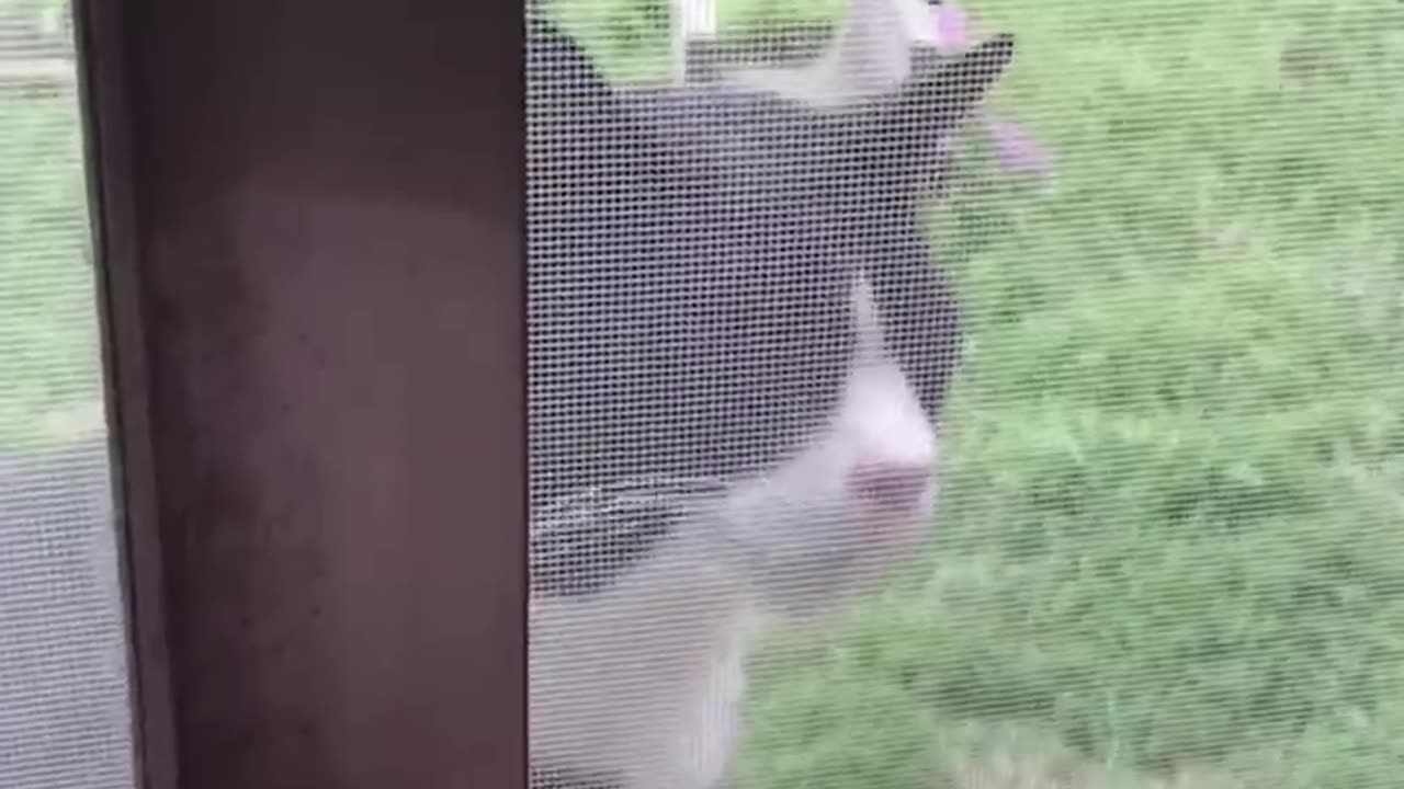 Watch These Disgruntled Cats Get the Most Unusual Beauty Treatment