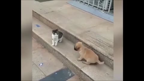 Funny Video, Funny Cat Video