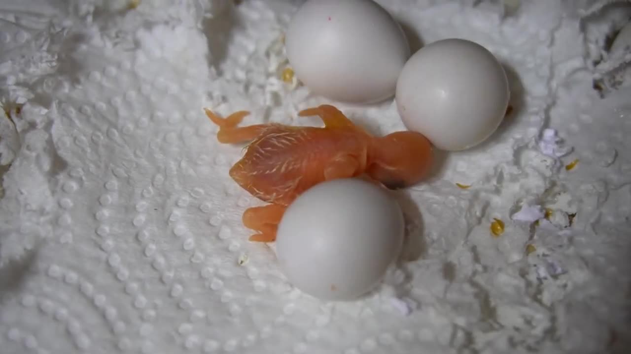 Watch 5 baby budgies growing day by day10