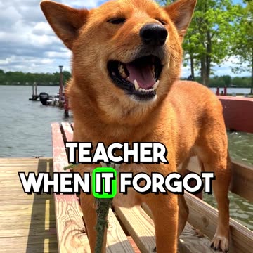 Dog_Jokes_to_Make_You_Wag_Your_Tail #dadjokes #dogjokes