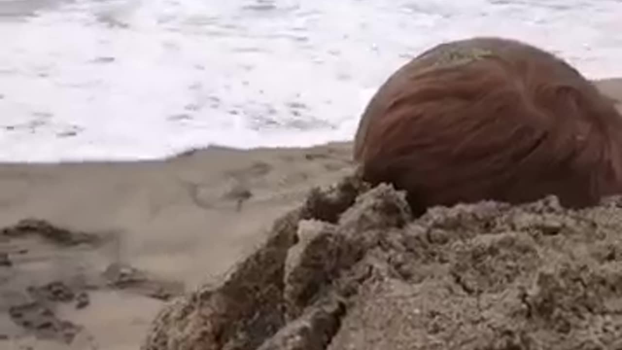 I AM THE SAND GUARDIAN. GUARDIAN OF THE SAND.