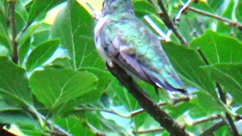 Hummingbird