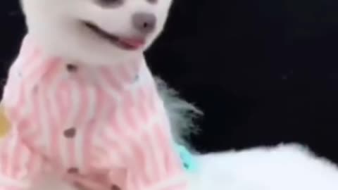 Cute dogs funny video 😘🤪