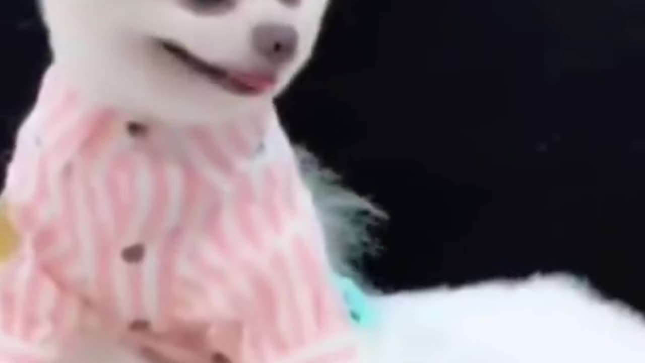 Cute dogs funny video 😘🤪