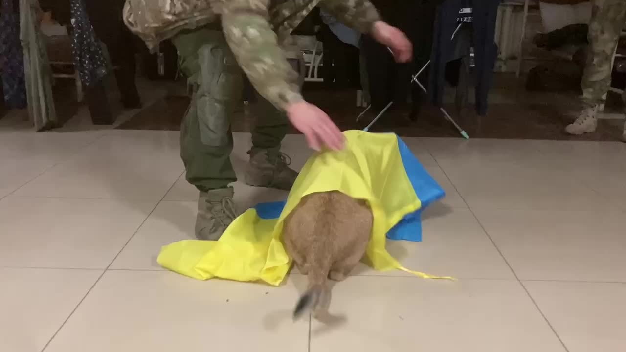 Lion cub playing with Ukrainian Flag in Spain