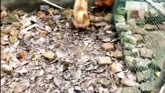 Chicken vs dogs funny fight video