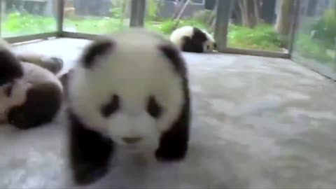 Lovely panda