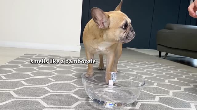 Dogs Try Sparkling Water for the First Time!