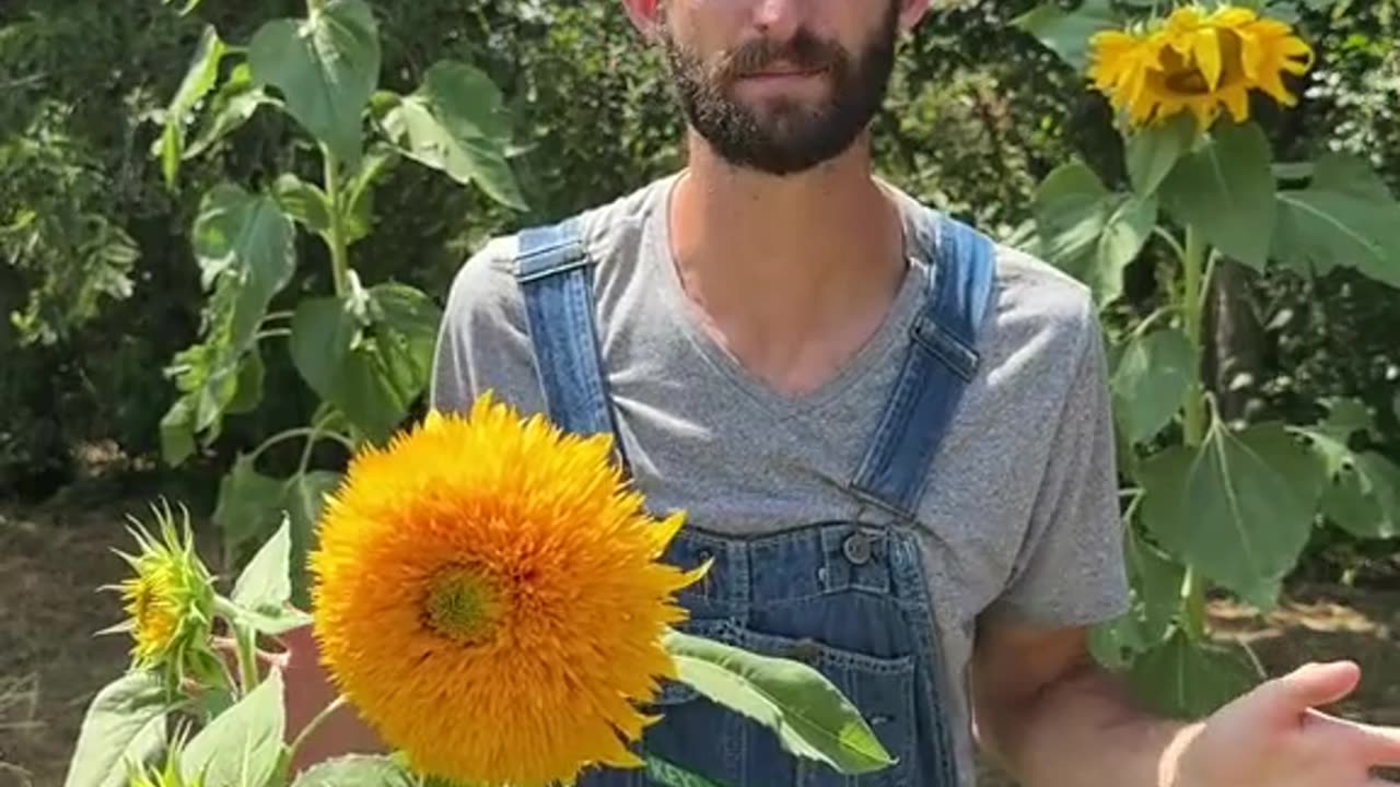 Sunflowers - Detoxify the soil