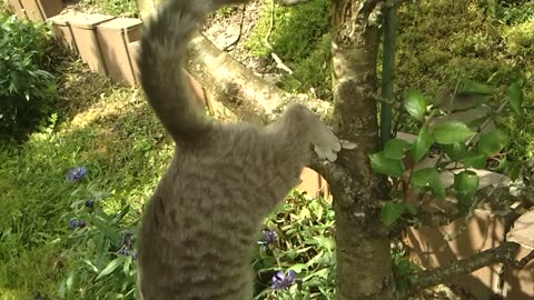 Young cat jumps from a tree