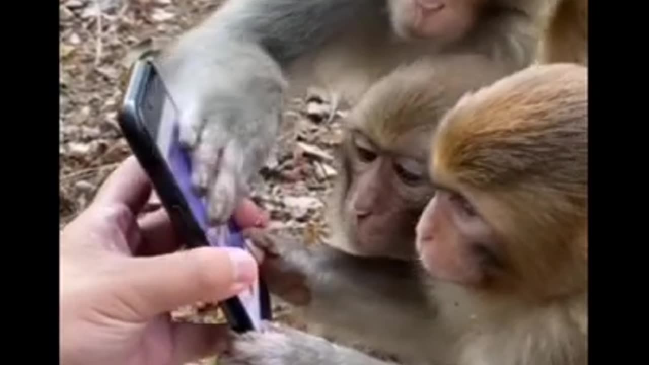 Funny video #monkey