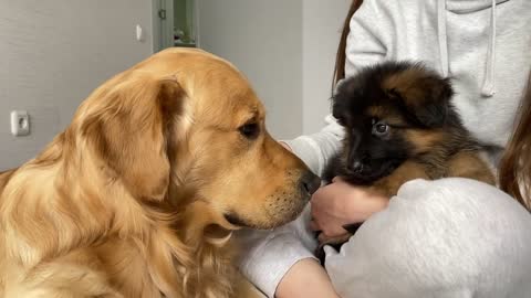 Golden Retriever Meets New Puppy _ Emotional Dog Reaction